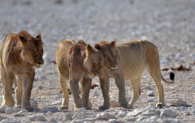 Vahşi atlar doğada