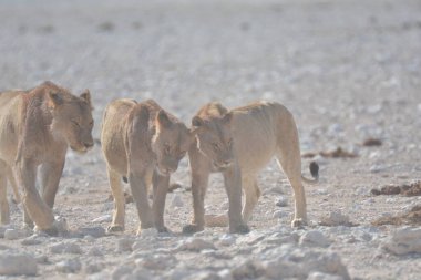 Güzel Afrika aslanı (panthera leo) çölde yürüyor, namibya