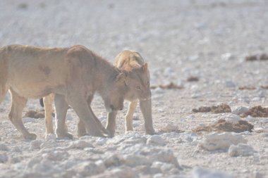 Çölde şirin bir koyunun yakın plan fotoğrafı.