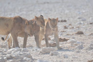 Kışın çölde vahşi atlar