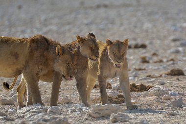 Çölde genç vahşi bir keçi