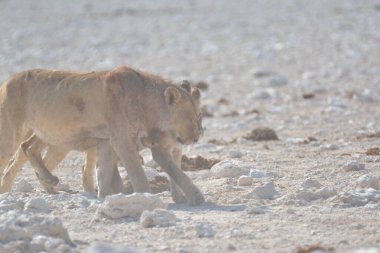 Çöldeki bir grup vahşi hayvan.