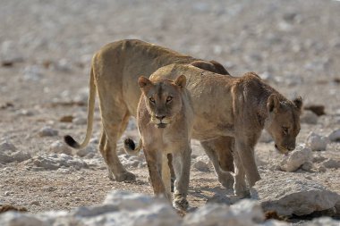 Genç dişi aslan savanada