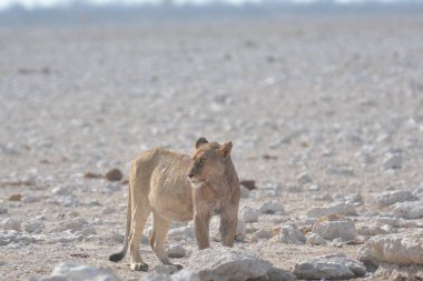 Vahşi Afrika aslanı, Panthera leo, erkek