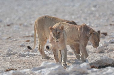 Genç aslan güneşin altında çölde yürüyor, namibya
