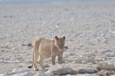Kızıl - İsrail 'in vahşi doğasındaki genç geyik