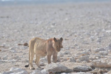 Etoşa Ulusal Parkı 'nın kumlarında yürüyen vahşi bir Afrikalı beyaz aslan, Namibya