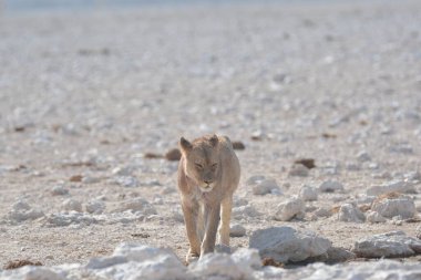 Çölün ortasında çölde beyaz bir aslanın yakın plan fotoğrafı.