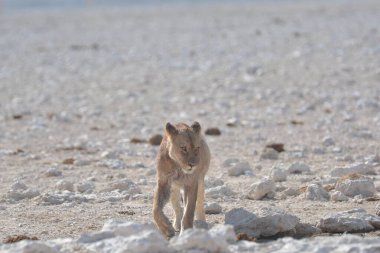 Vahşi köpek çölde yürüyor.