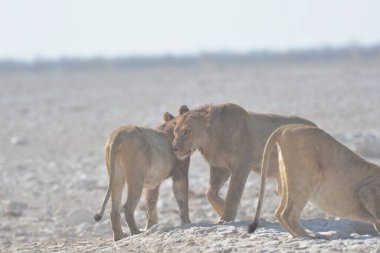 Etoşa 'daki vahşi aslanlar