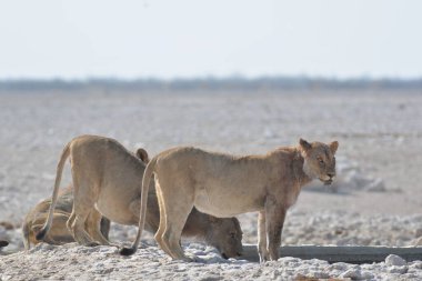 Savanadaki bir grup aslan.