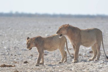Vahşi aslan, Afrika savanı