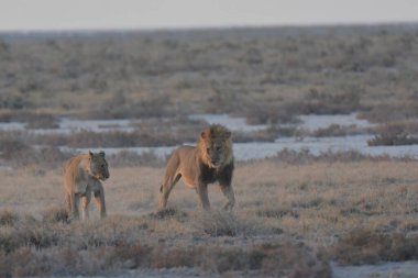 Çölde bir çift vahşi at