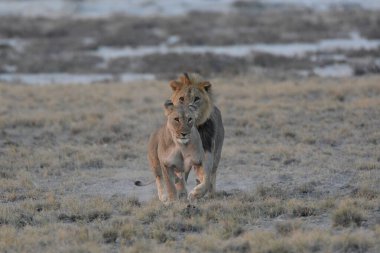 Etoşa namibya 'da aslan yavrusu