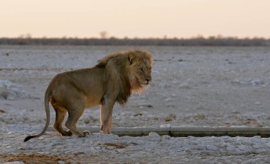 Etoşa Ulusal Parkı, Namibya 'da gün batımında aslan