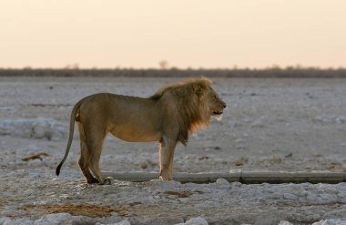 Sahilde yürüyen bir erkek aslan.