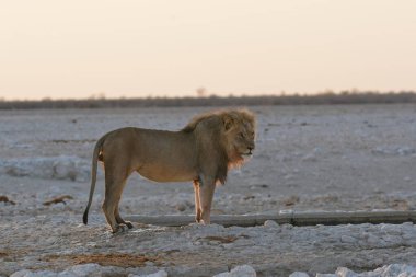 Beyaz aslan (panthera leo) sha etosha, namibya 'da