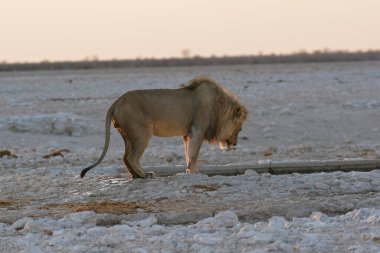 Etoşa namibya 'da güzel beyaz bir aslan.