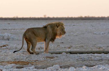 Beyaz aslan karda yürüyor.