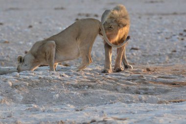 Etoşa Ulusal Parkı, Namibya 'da aslan