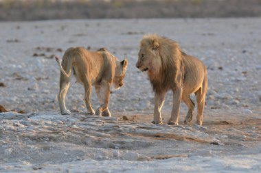 Bir çift aslan ve genç aslan Etoşa Ulusal Parkı 'nda yürüyor, Namibya' da