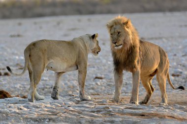 Etoşa Ulusal Parkı, Namibya 'da bir erkek aslan.