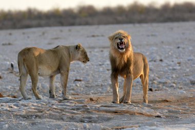 Afrika aslanı, panthera leo, erkek, dişi
