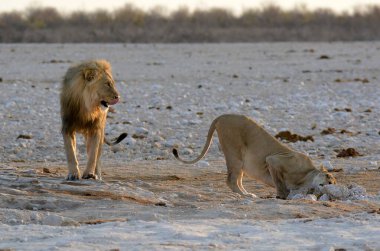 Etoşa 'da beyaz aslan, park, namibya