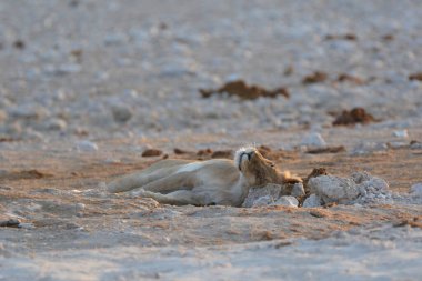 Aslan (panthera leo) küçük bir ailenin büyük beyaz kumudur..