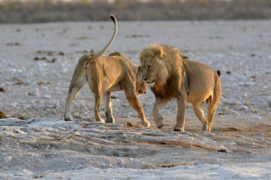 etkin ulusal park Namibya Afrika aslanı