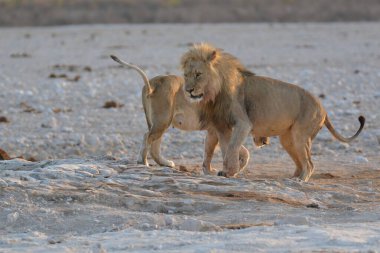 Vahşi Afrika aslanı.