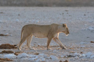 Etoşa, namibya 'daki kuru kum çukurunda yürüyen dişi aslan.
