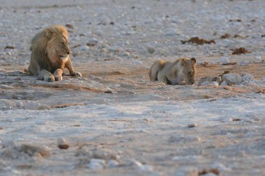 Etoşa 'daki beyaz aslan.