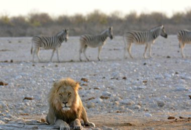 Bir grup zebra bozkırda