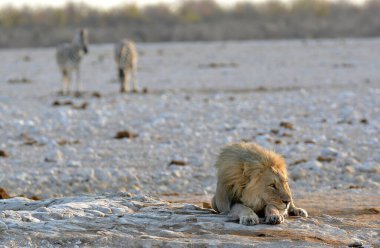 Beyaz bir aslan bir parça kuru ot yiyor..