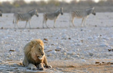Çöldeki bir erkek aslanın güzel bir fotoğrafı.