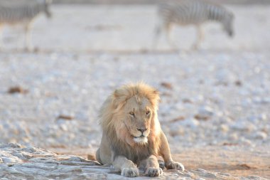 Kenya bozkırında bir aslan