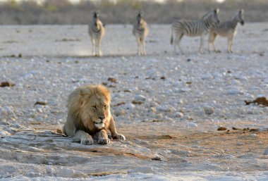 Etoşa Ulusal Parkı 'nda beyaz bir Afrika aslanı.
