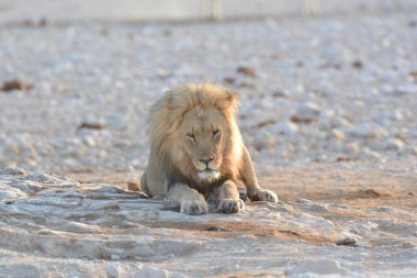 Namibya 'daki Etoşa Milli Parkı' nda aslan.