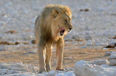 Beyaz bir erkek aslan çölde yürüyor. yüksek kaliteli fotoğraf