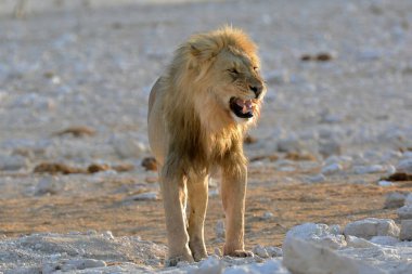 Çöldeki aslan