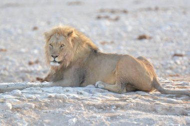 Etoşa, namibya 'daki kuru kum tepelerinde dinlenen beyaz aslan.