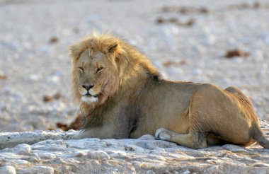 Etoşa Ulusal Parkı, Namibya 'da beyaz aslan