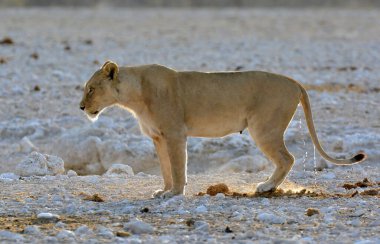Kuru ve kuru çölde yürüyen beyaz aslan.