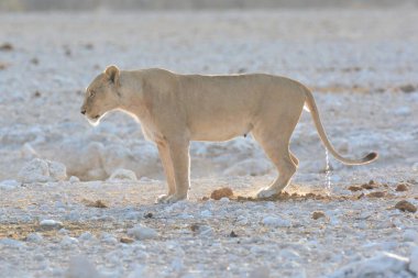 Beyaz aslan vahşi doğada
