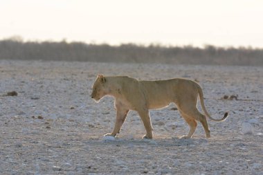 Afrika savanındaki beyaz dişi aslan.