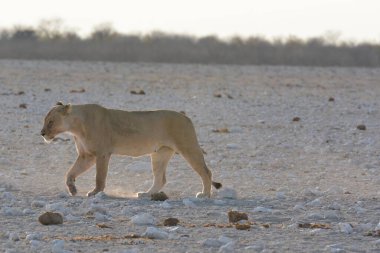 Etoşa 'daki beyaz aslan