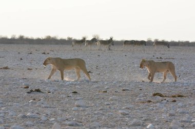 beyaz atlar kışın