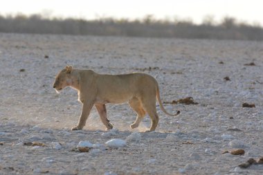 Bir aslan akşamleyin Afrika 'nın savanasında yürür.