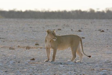 Etoşa 'daki beyaz aslan